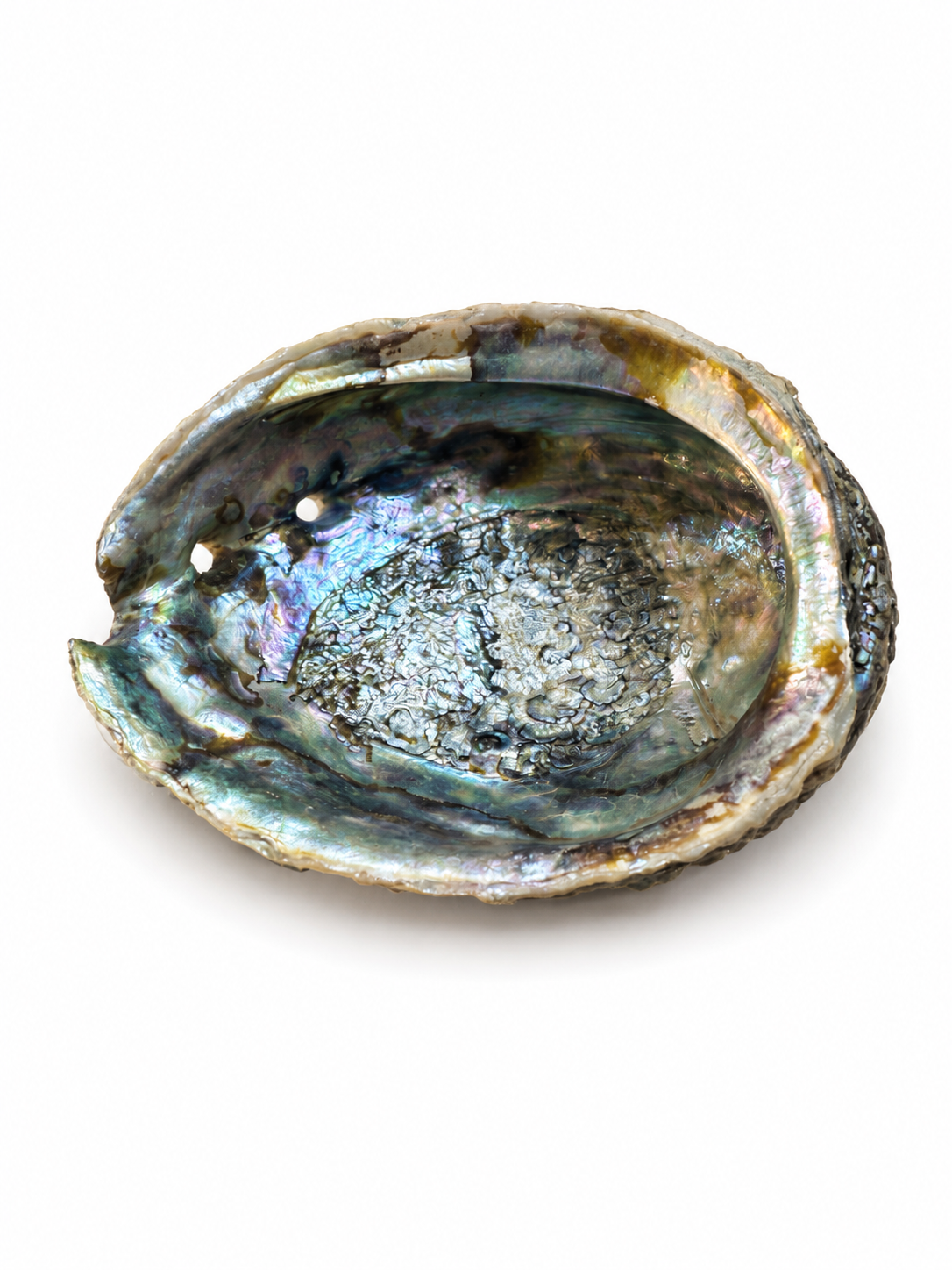 Coquille d'Ormeau (Abalone) Rose