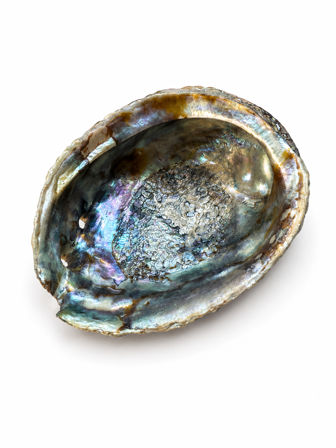 Coquille d'Ormeau (Abalone) Rose