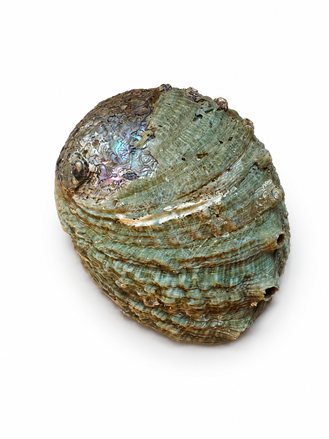 Coquille d'Ormeau (Abalone) Rose